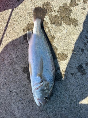 イシモチの釣果