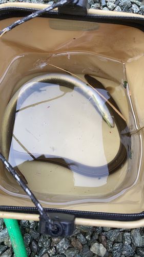 ウナギの釣果