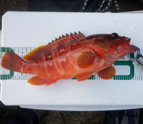 アカハタの釣果