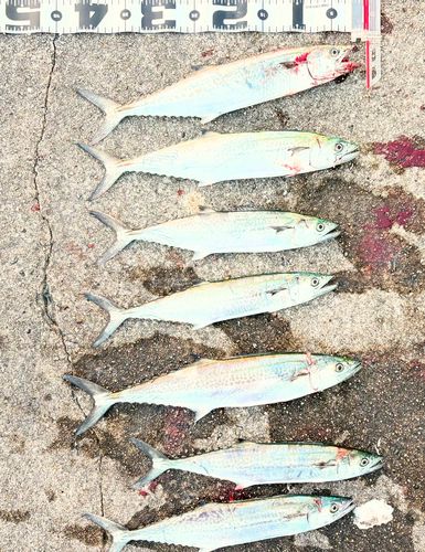サゴシの釣果