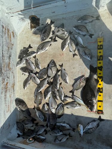 クロダイの釣果
