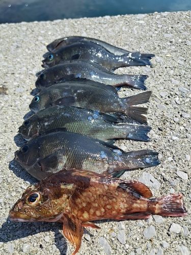 メジナの釣果