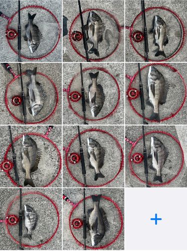 チヌの釣果