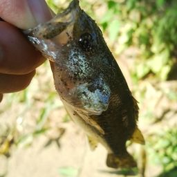 ラージマウスバス