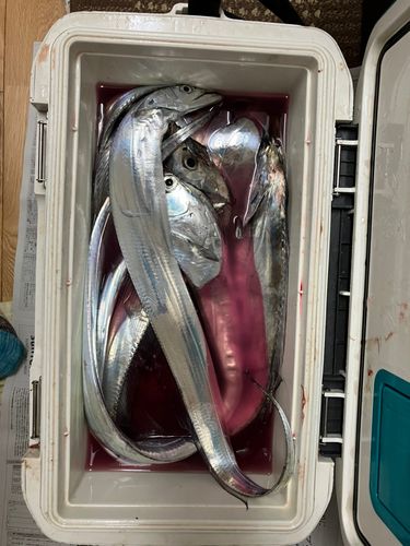 タチウオの釣果