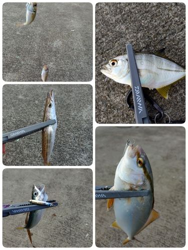 ショゴの釣果