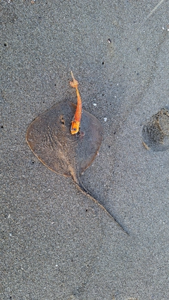 エイの釣果