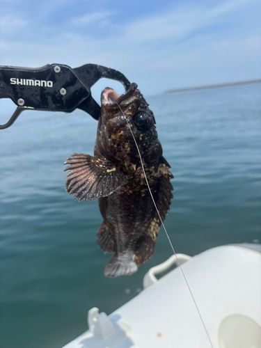 ムラソイの釣果