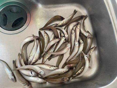 キスの釣果