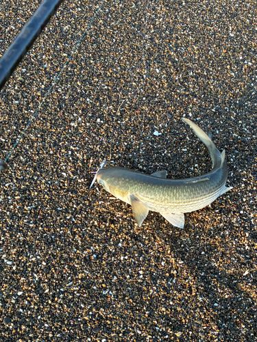 ボラの釣果