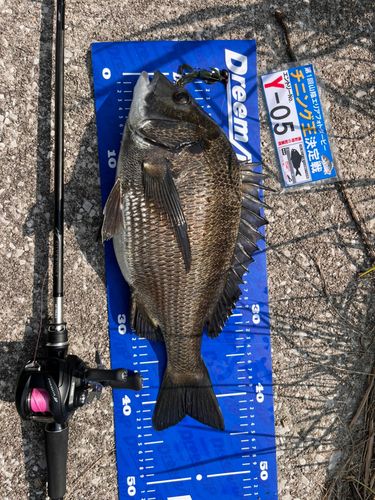 チヌの釣果