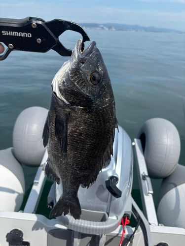 クロダイの釣果