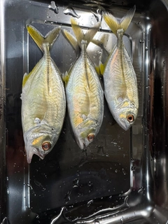 メッキの釣果