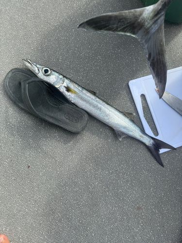 オオメカマスの釣果