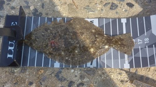 ソゲの釣果