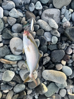 ショゴの釣果