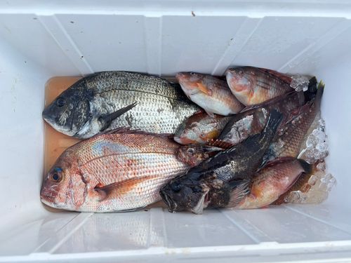 マダイの釣果