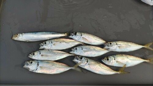 アジの釣果