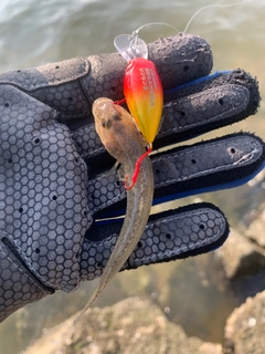 ハゼの釣果