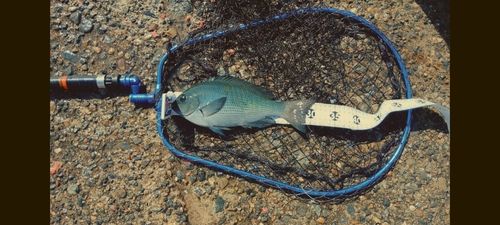 グレの釣果