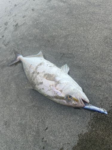 ショゴの釣果
