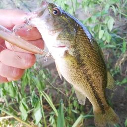 ラージマウスバス