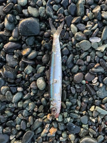 ウルメイワシの釣果