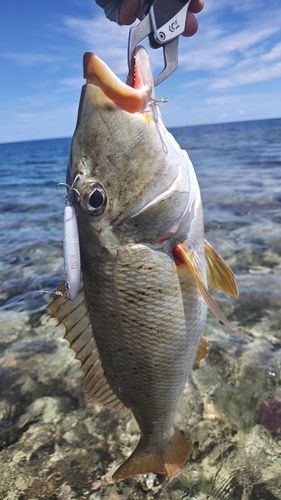 ムネアカクチビの釣果