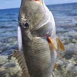 ムネアカクチビ