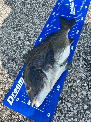チヌの釣果