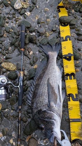 クロダイの釣果