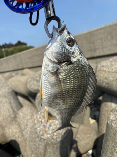 キビレの釣果