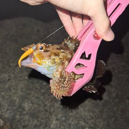 カサゴ