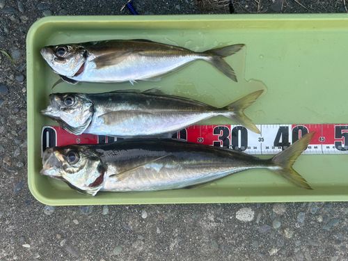 アジの釣果