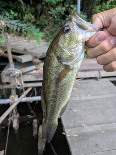 ブルーギルの釣果