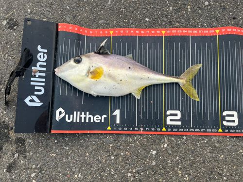 ギマの釣果