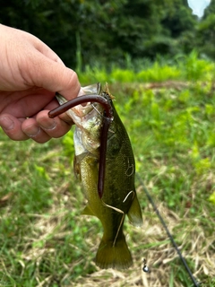 ブラックバスの釣果