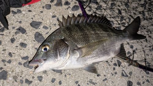 チヌの釣果