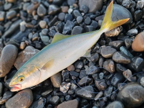 ワカナゴの釣果