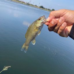 スモールマウスバス