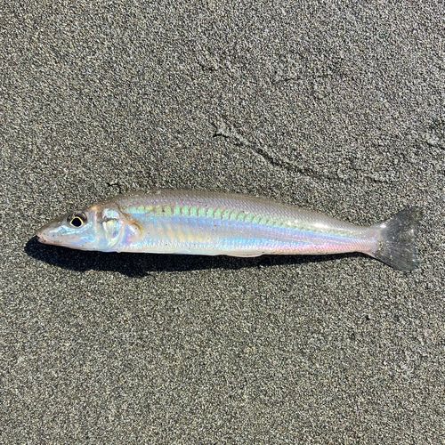 シロギスの釣果