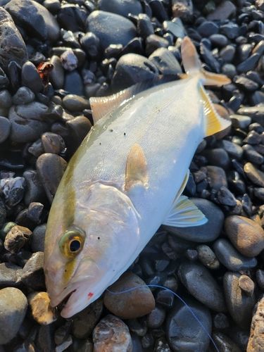 カンパチの釣果