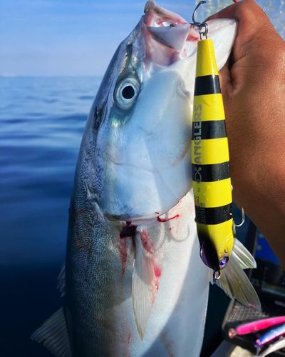 イナダの釣果
