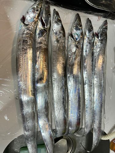 タチウオの釣果