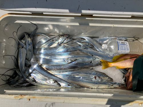 タチウオの釣果