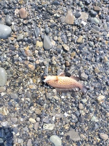 オオモンハタの釣果