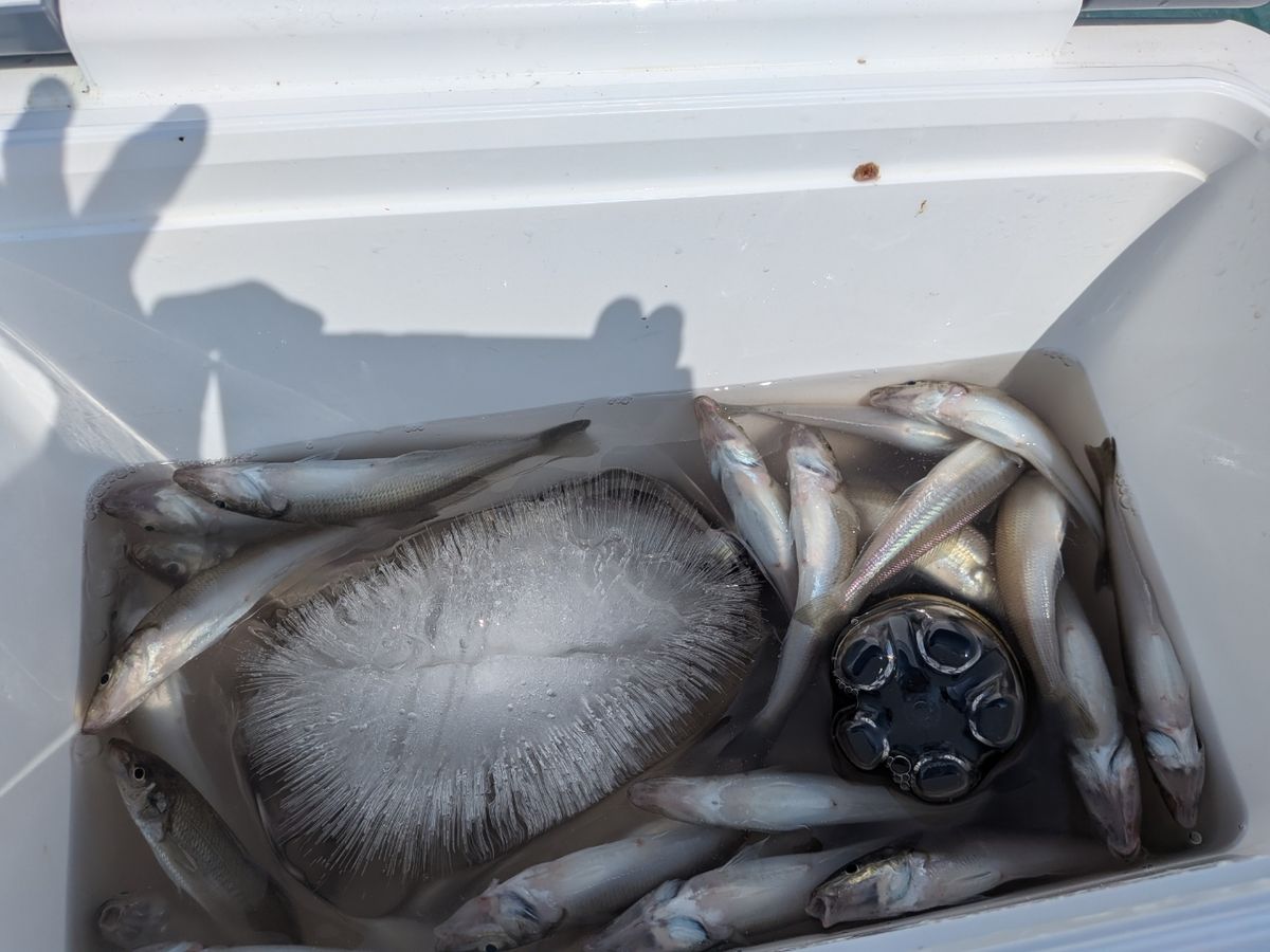 釣り好き二瓶さんの釣果 1枚目の画像