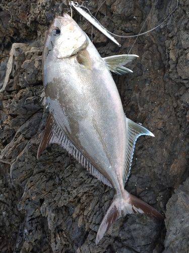 ヒレナガカンパチの釣果