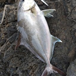 ヒレナガカンパチ