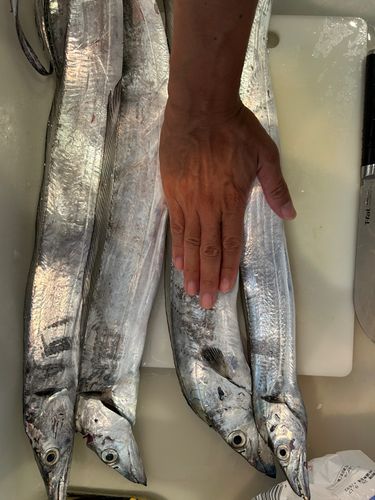 タチウオの釣果